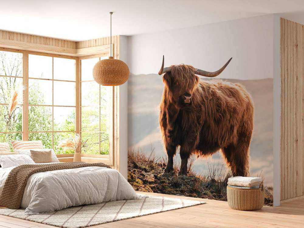 Un Highland écossais sur une colline