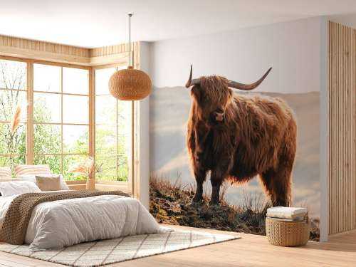 Un Highland écossais sur une colline