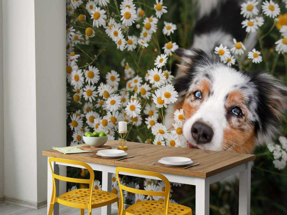 Un berger australien parmi les fleurs