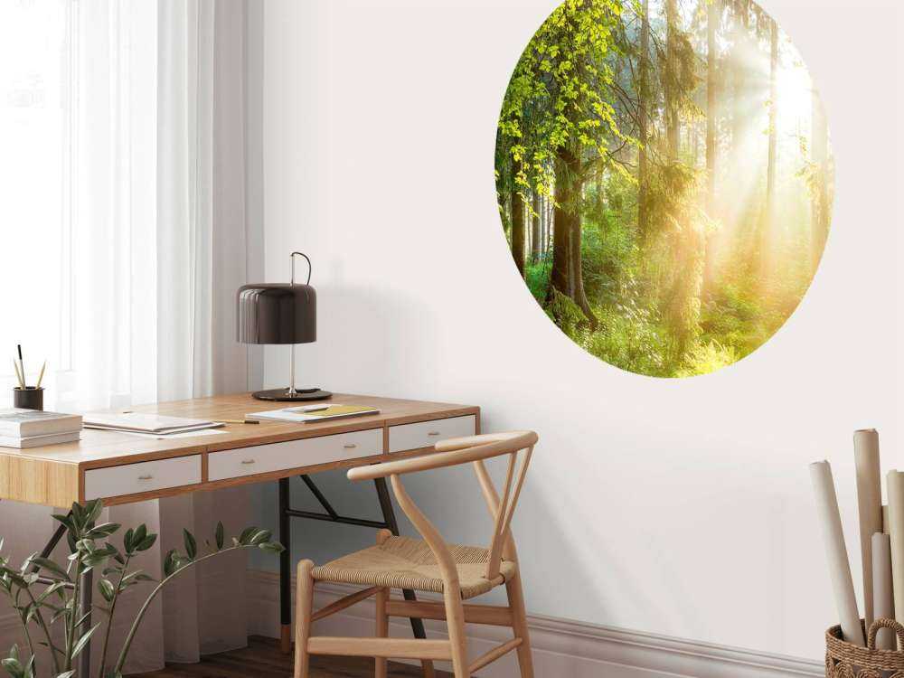 Paysage forestier au lever du soleil