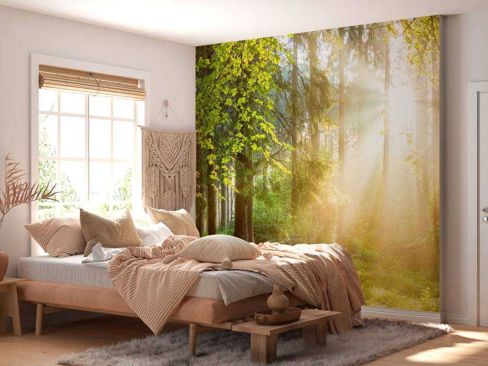 Paysage forestier au lever du soleil