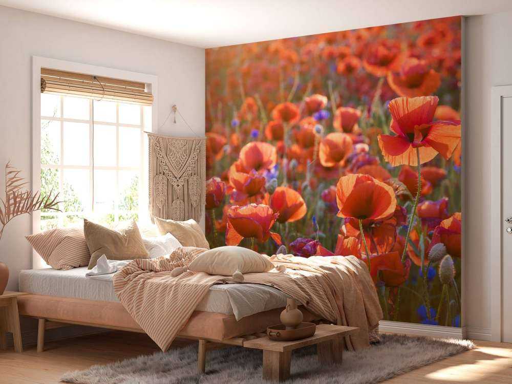 Des coquelicots dans la lumière du soir