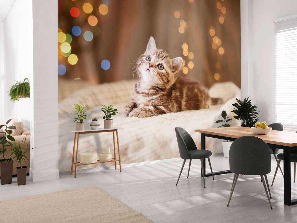 Une jolie chat