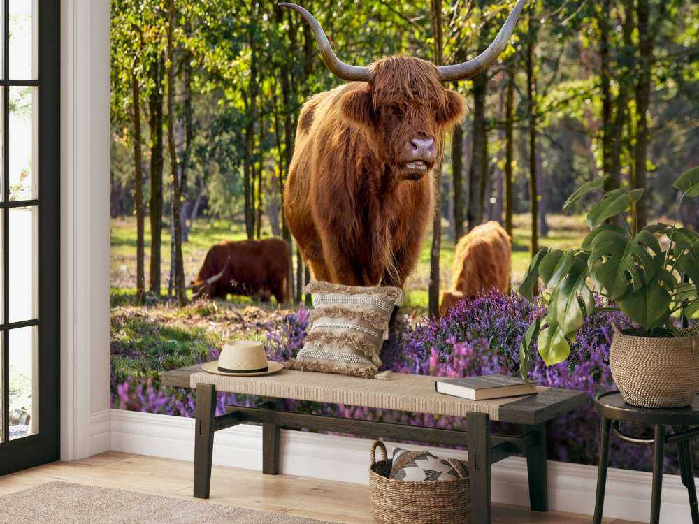 Les Highlands dans une réserve naturelle