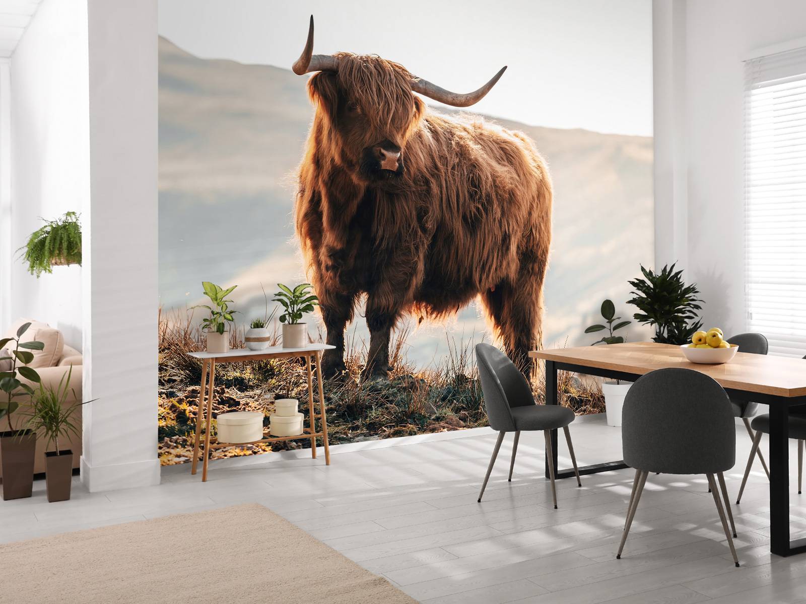 Un Highland écossais sur une colline