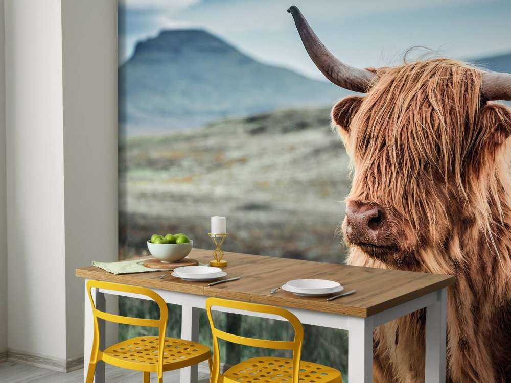 Highland écossais dans les collines