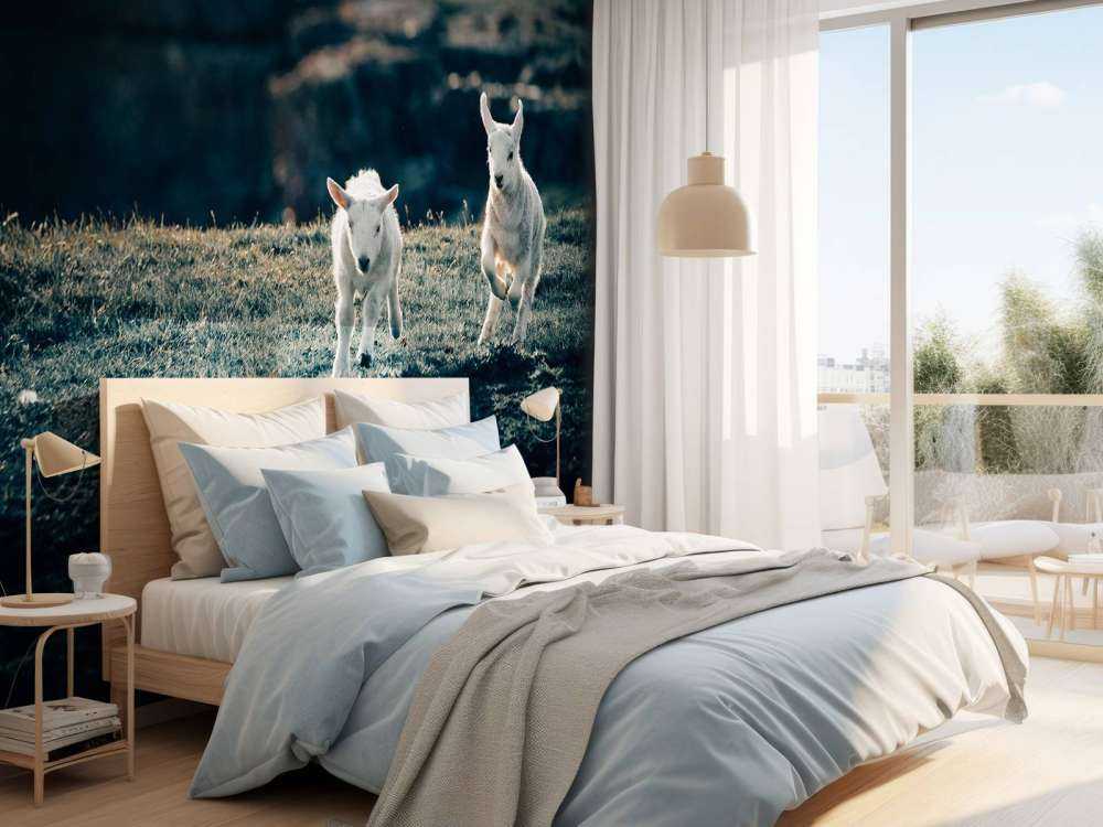 Agneaux en train de jouer