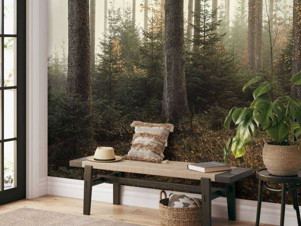 La forêt de Kaufunger