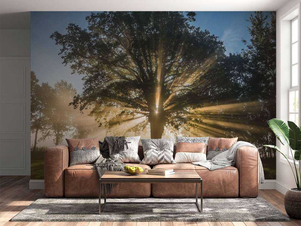 Rayons de soleil à travers le Vieux Chêne