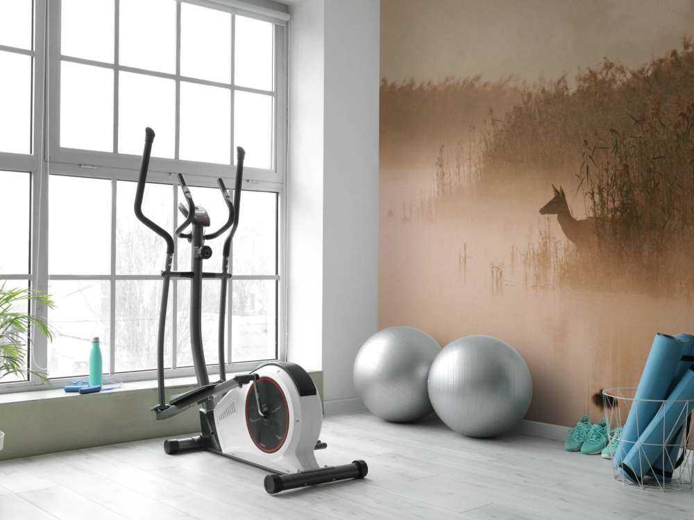 Ree dans la brume du matin