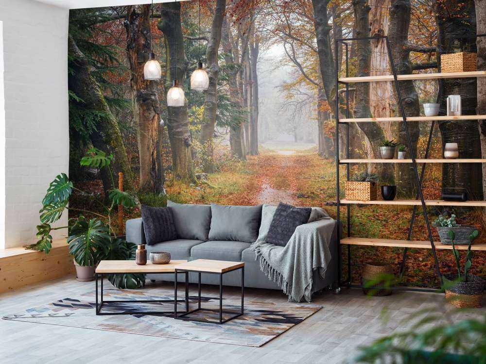 Chemin forestier avec de vieux arbres