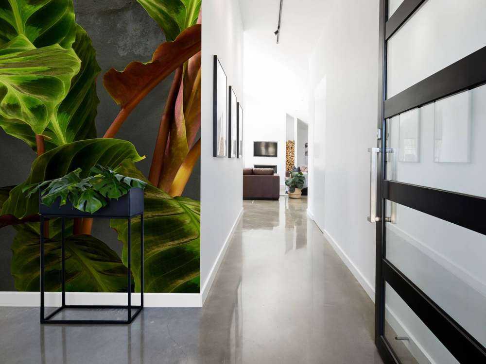Plante avec de belles feuilles vertes