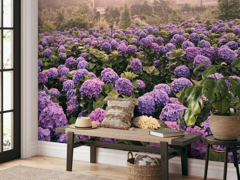 Hortensias à Beitou