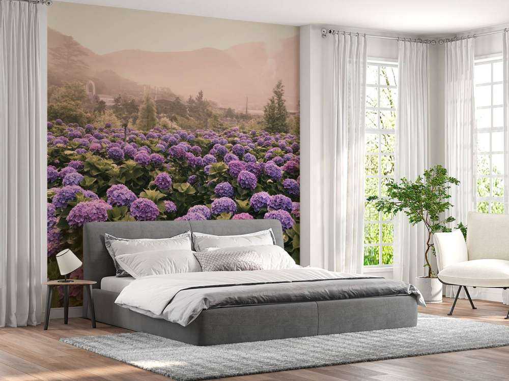 Hortensias à Beitou