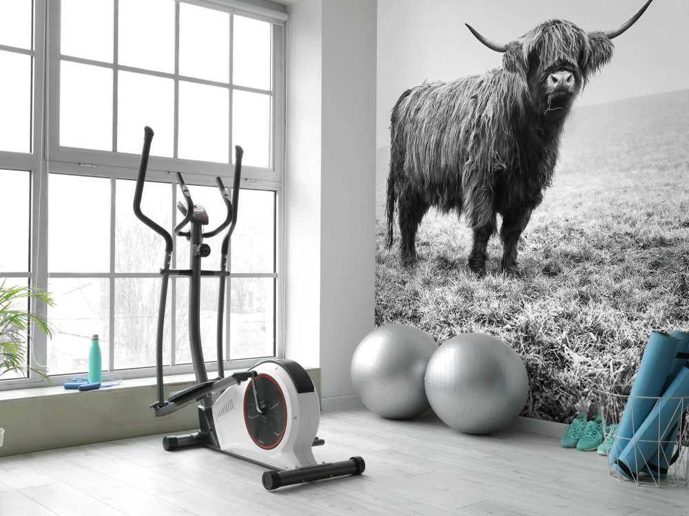 Le Highland écossais dans l'herbe