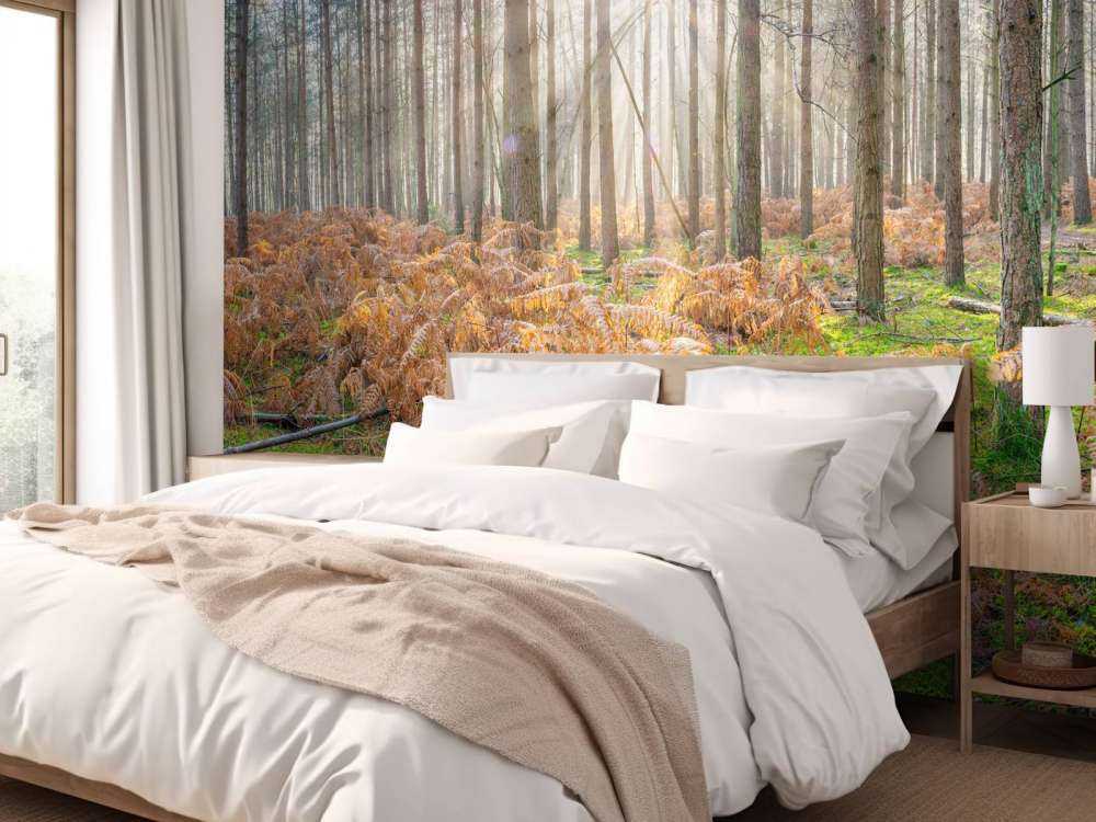 Forêt au lever du soleil