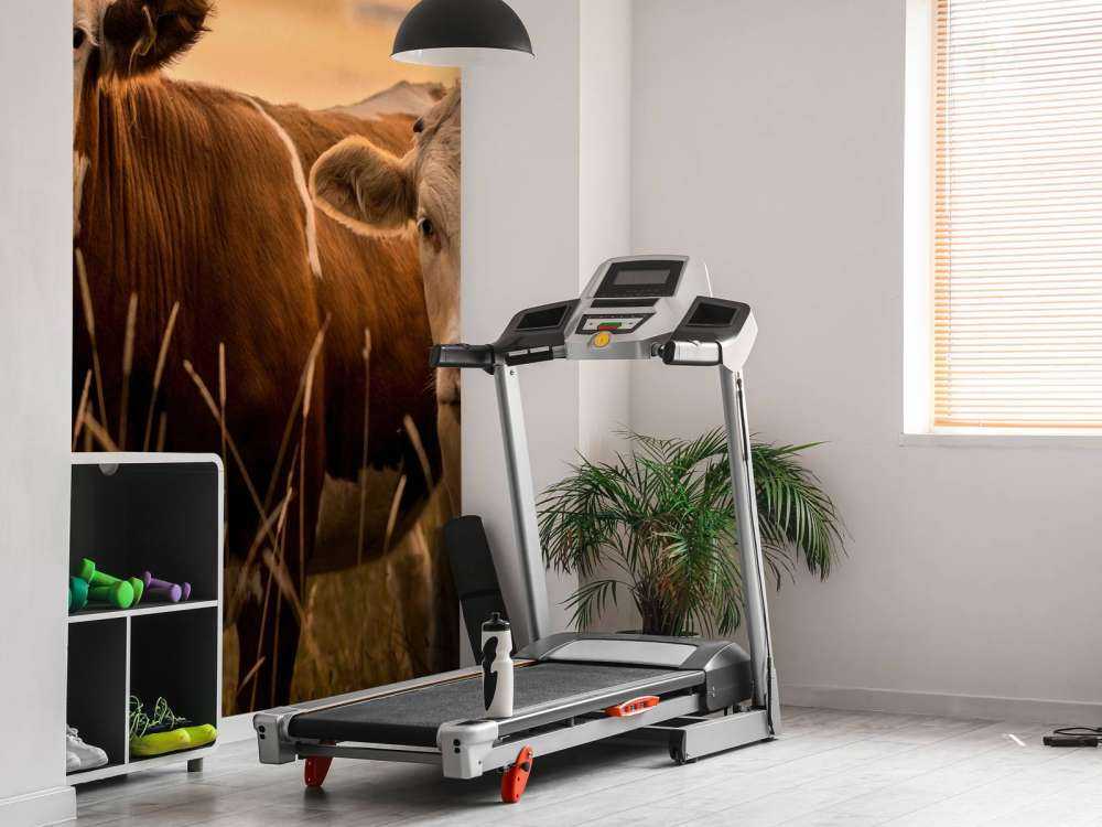 Les vaches au soleil du soir