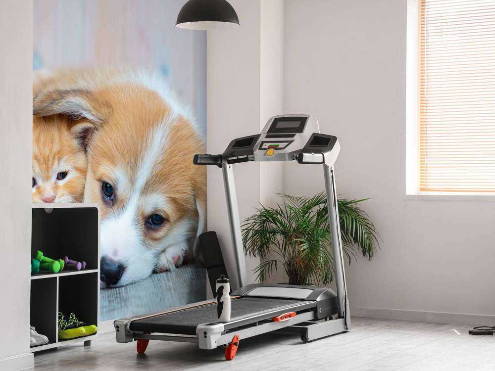 Papier peint de chat. Photo d'un chaton et d'un chiot.