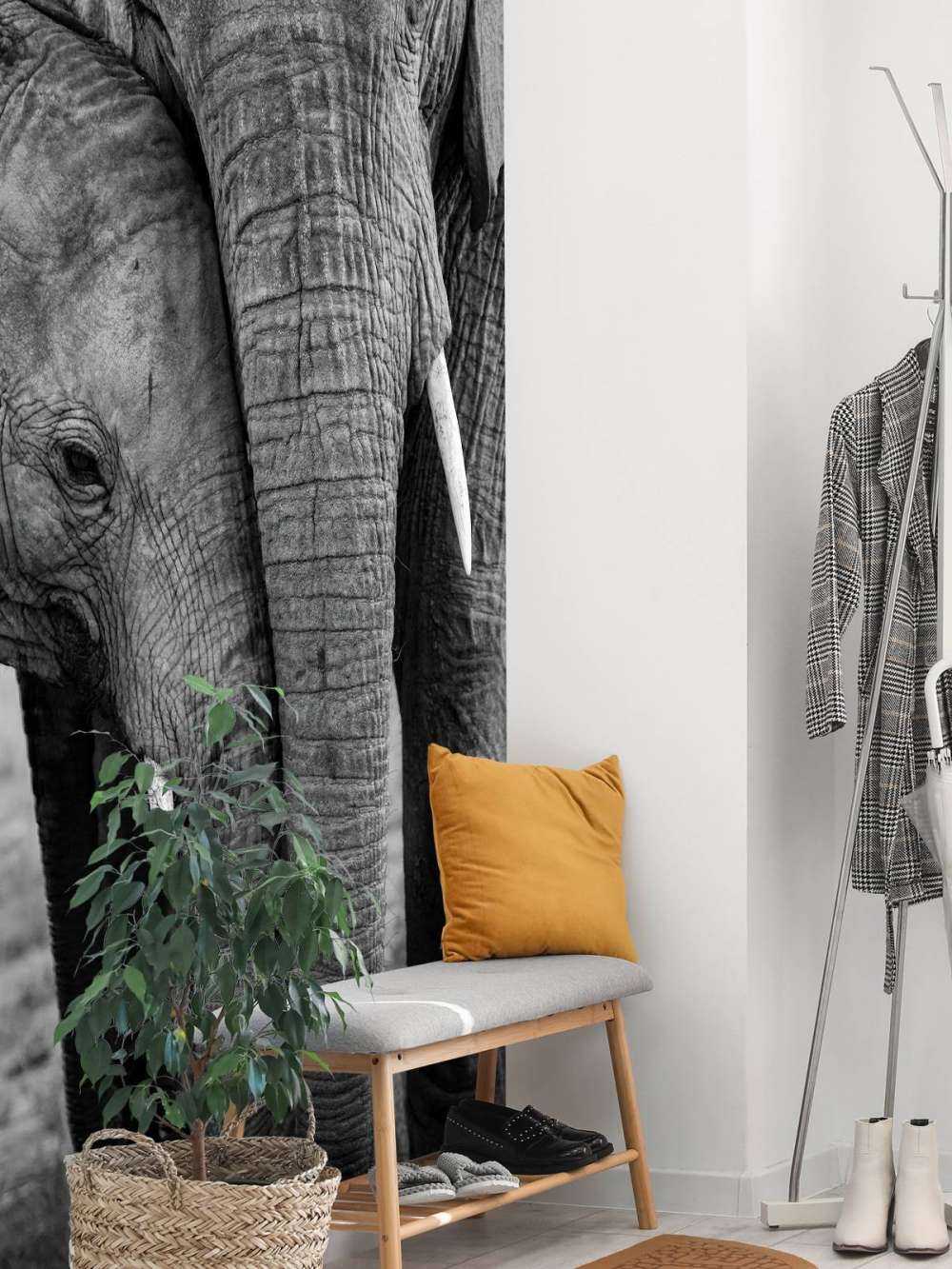 Câliner les éléphants