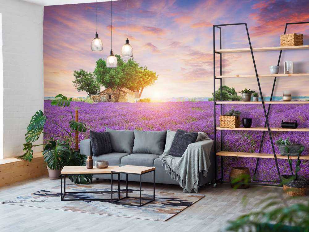 Champ de lavande au lever du soleil