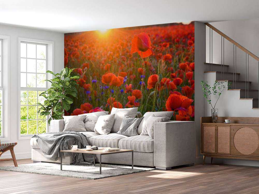 Des coquelicots au soleil levant