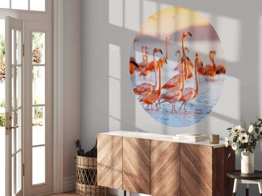 Flamants roses avec un regard fixe