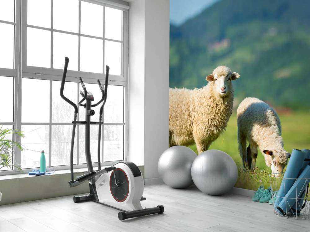 Deux moutons dans un pré