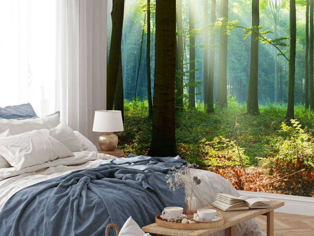 Matin dans la forêt