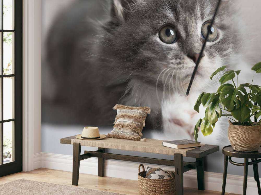 Jouer au chat