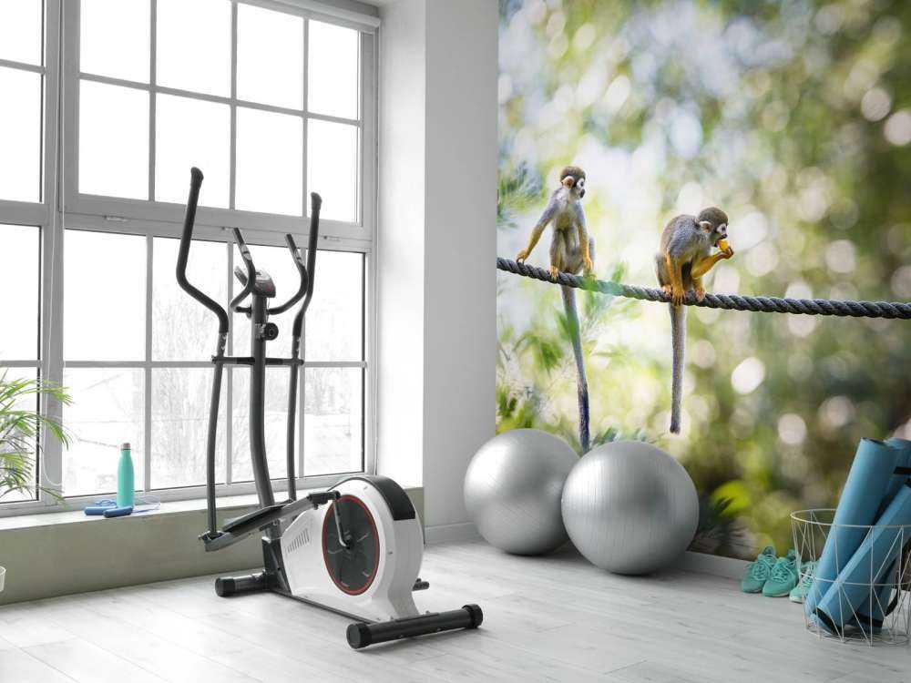 Singes écureuils sur corde