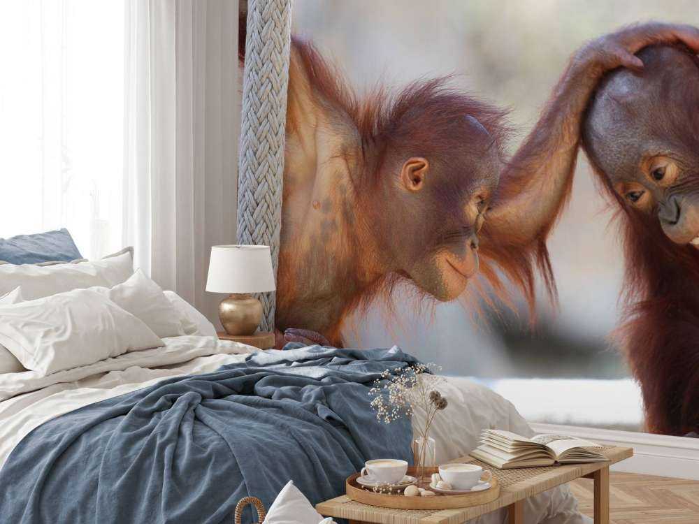 Bébés orang-outans