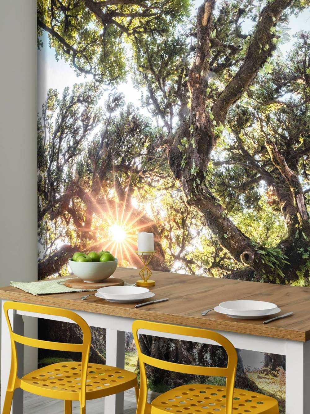 Lumière du soleil à travers les cimes d'arbres anciens