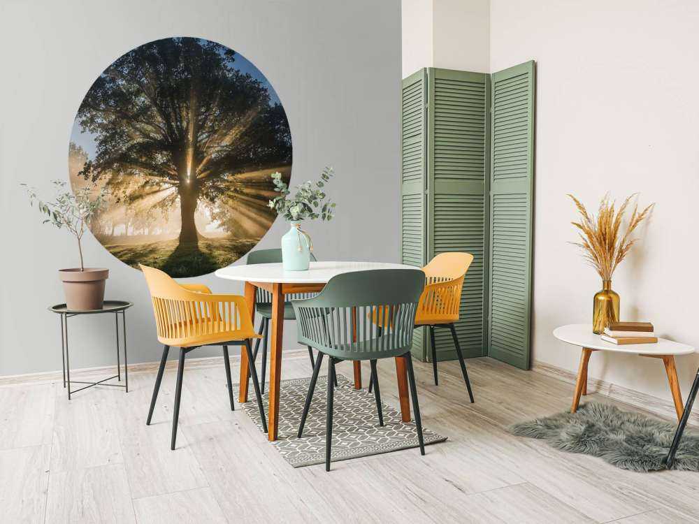 Rayons de soleil à travers le Vieux Chêne