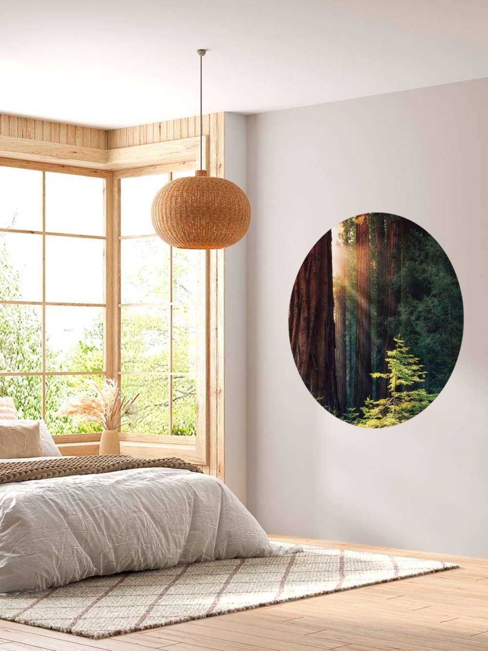 Lumière du soleil entre les acajous