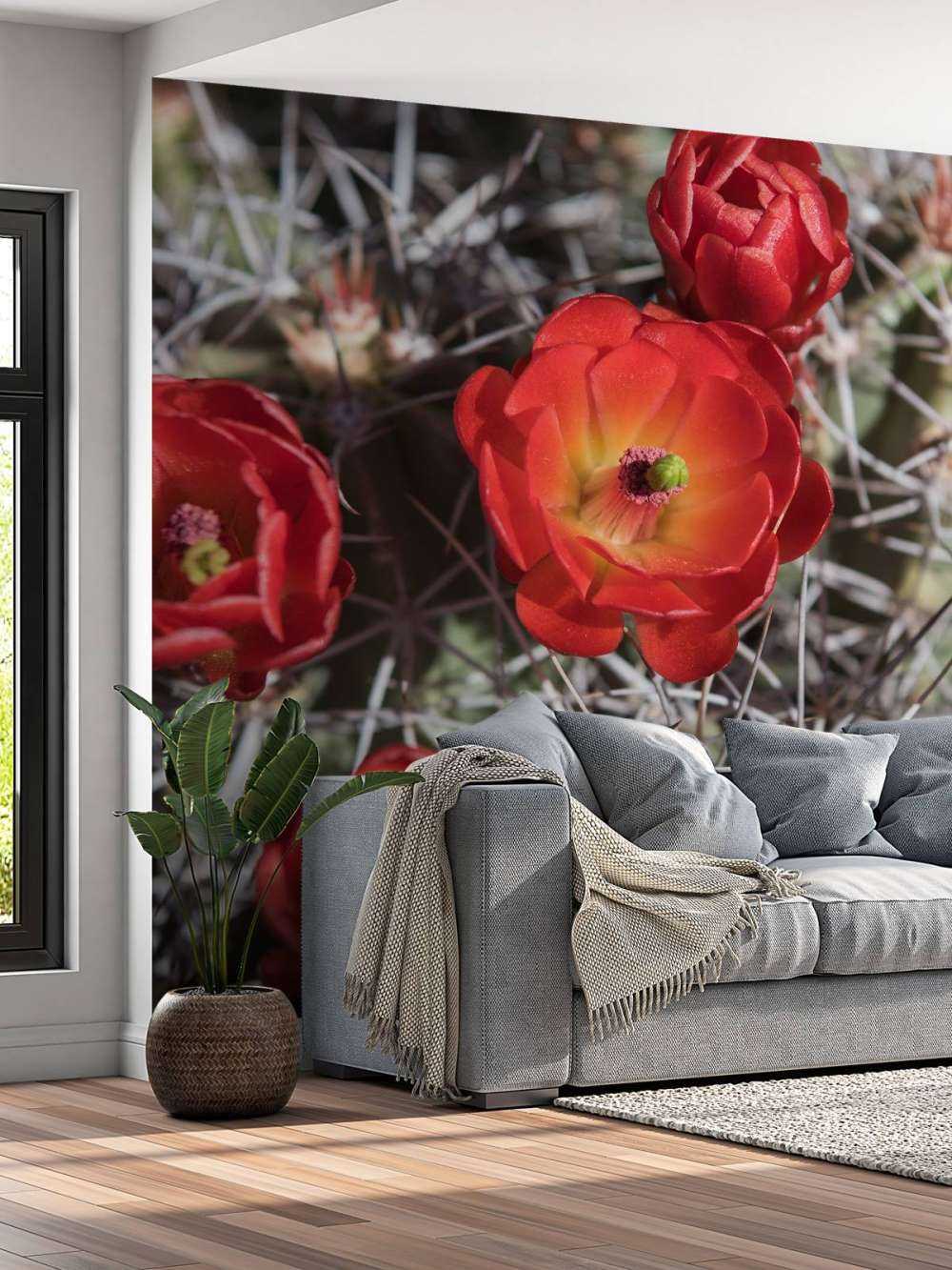 Fleurs de cactus rouge