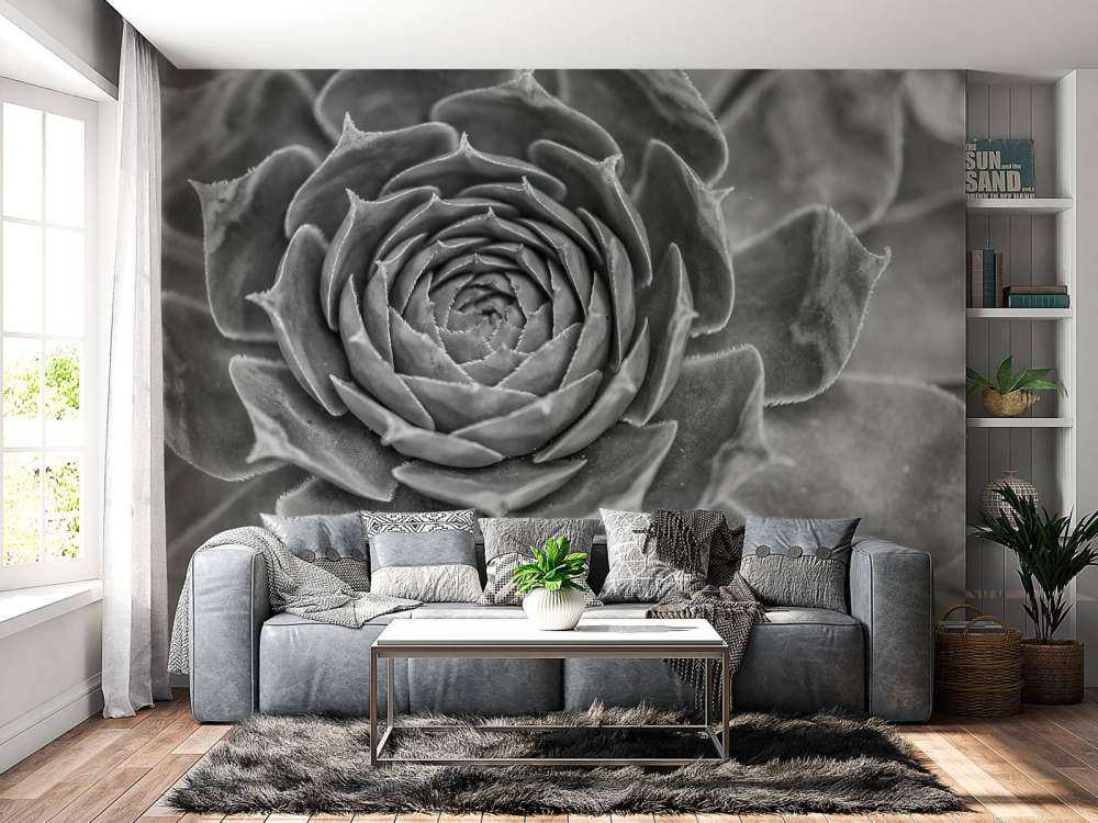 Gros plan sur une succulente