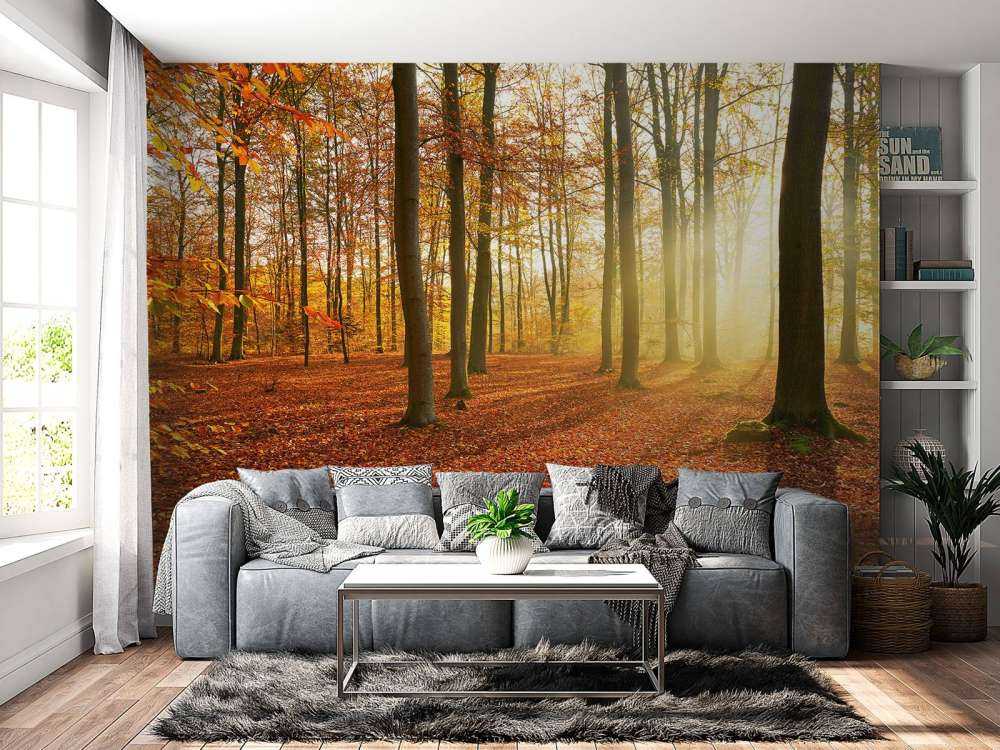 Matin d'automne dans la forêt