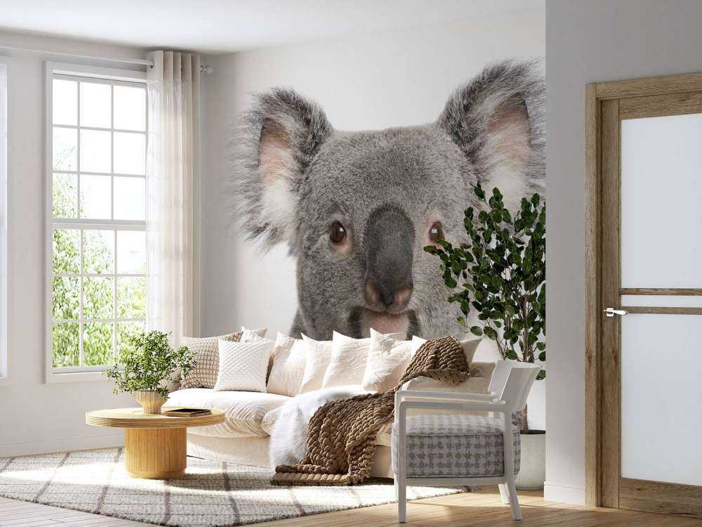 Photo d'un koala