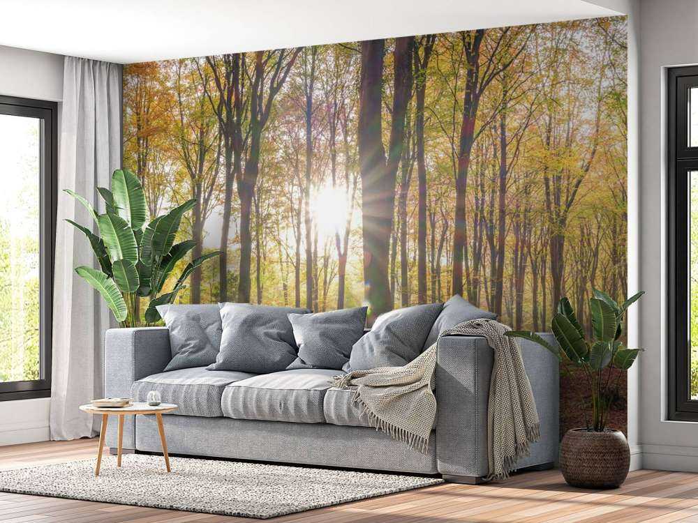 Lumière du soleil à travers la forêt d'automne