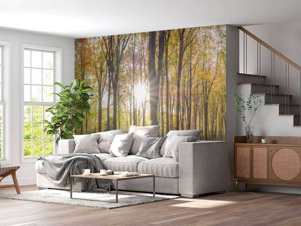 Lumière du soleil à travers la forêt d'automne