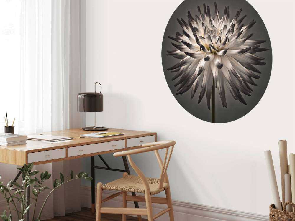 Fleur de dahlia noir et blanc