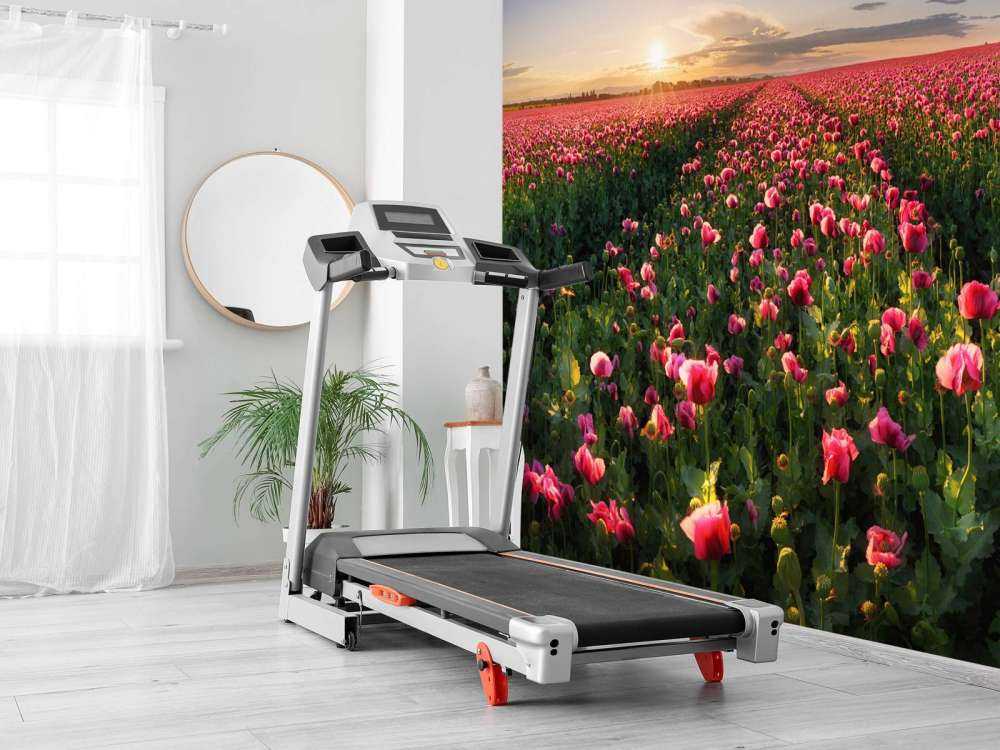 Champ de coquelicots roses