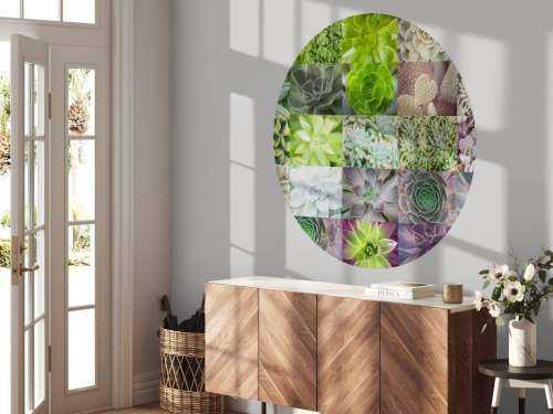 Collage de succulents