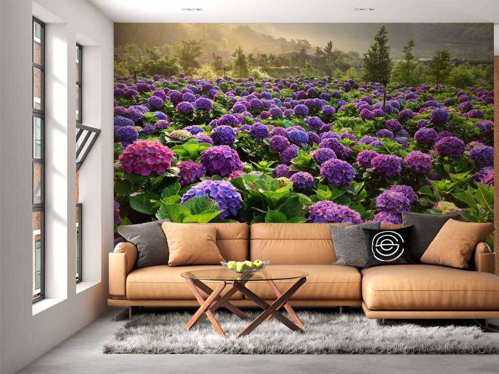Hortensias dans un champ