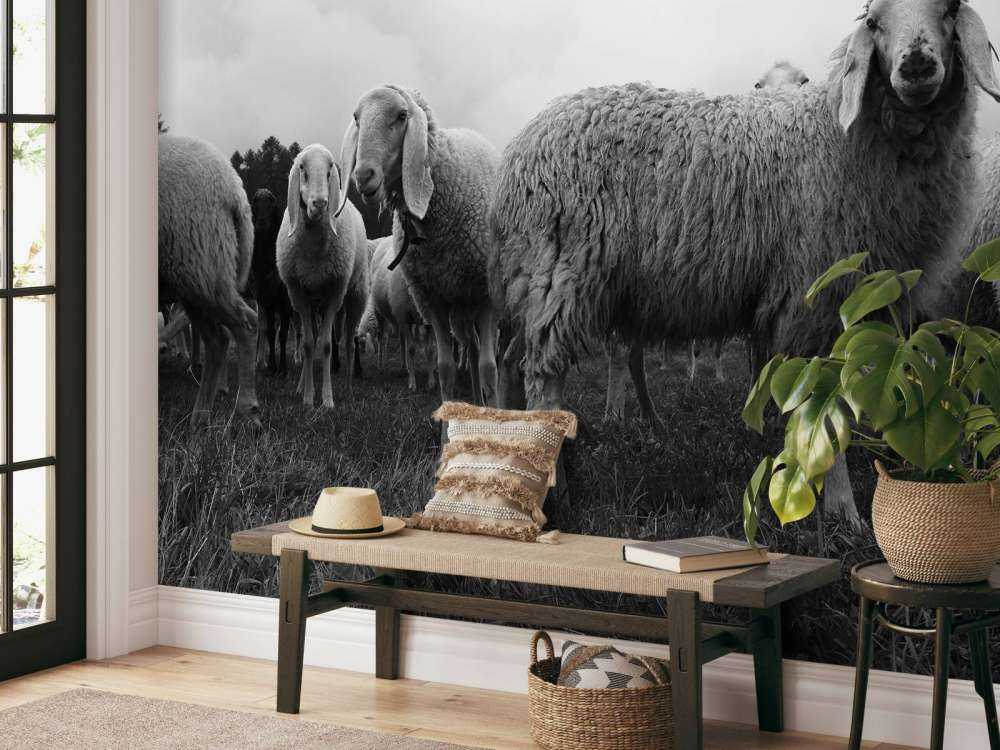 Troupeau de moutons en noir et blanc