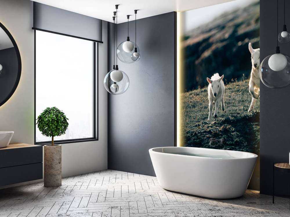 Agneaux en train de jouer