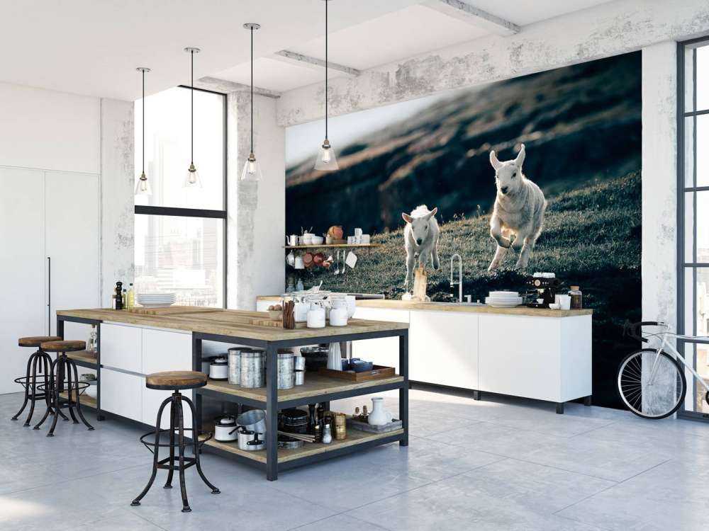 Agneaux en train de jouer