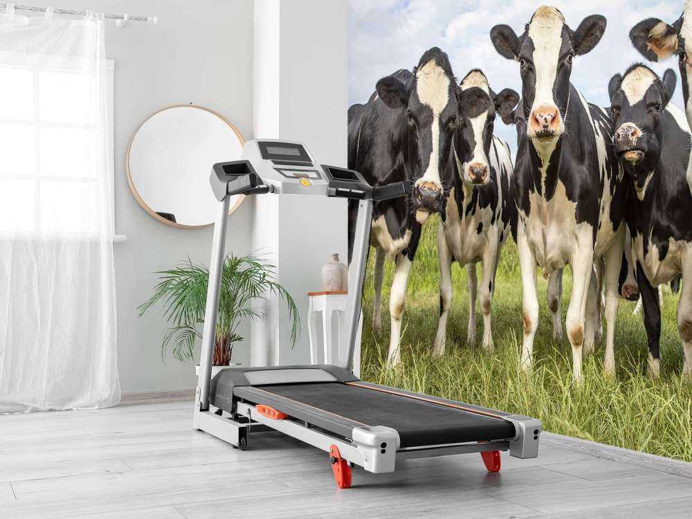 Troupeau de vaches