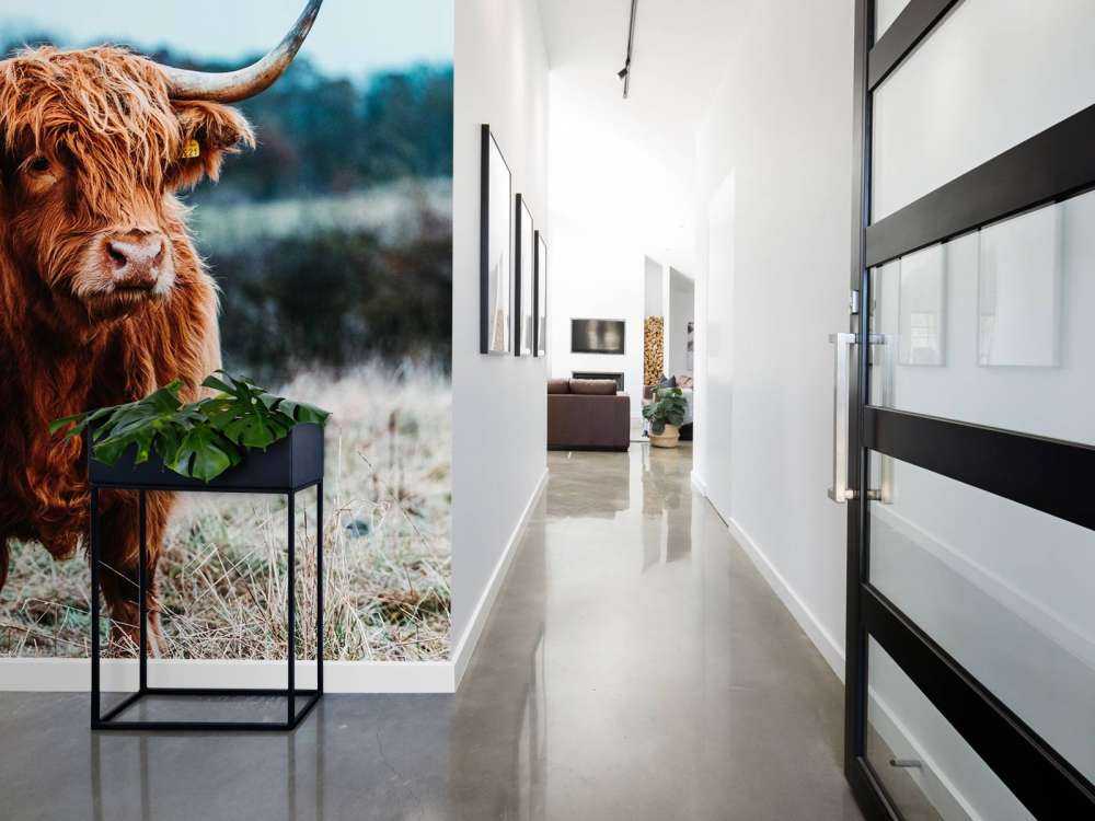 Un Highland écossais dans la forêt