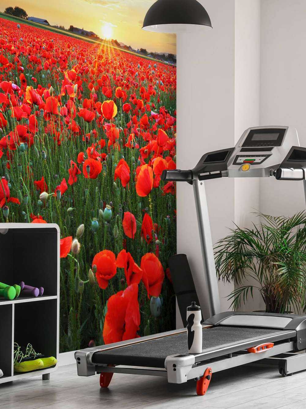 Les coquelicots au coucher du soleil